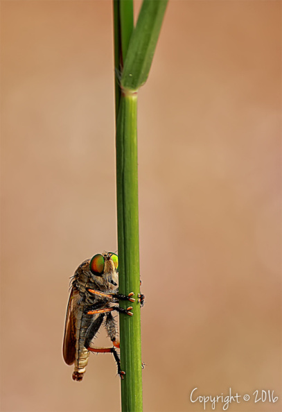 IMG_3683-2.jpg