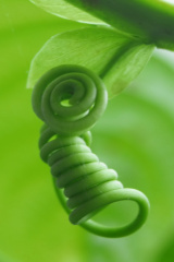 (Flora) waktunya rebonding