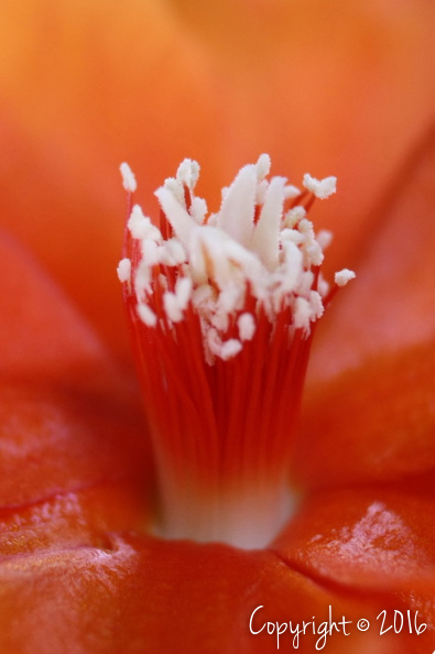 (Flora) Hio.jpg