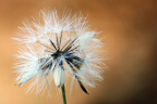 (flora) benih