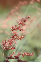 (Flora) Bukit di musim bunga