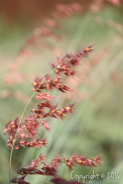 (Flora) Bukit di musim bunga.jpg