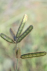 (Flora) lukisan sabana