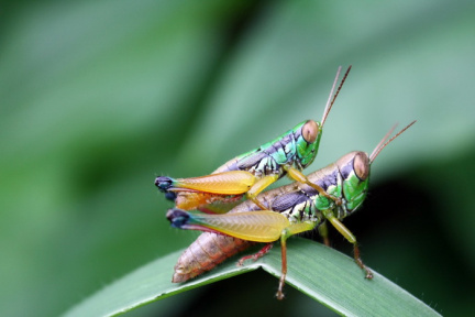 (Fauna) Bukan artis indonesia