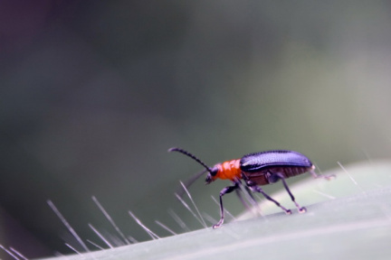 (Fauna) Halang Rintang
