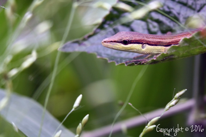 (Fauna) Ku tunggu kau disini.jpg