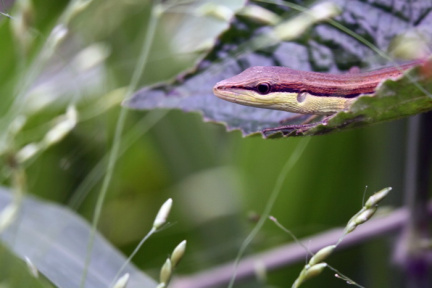 (Fauna) Ku tunggu kau disini