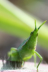 (Macro) sihijau
