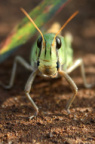 (Macro) Ciss