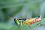 (Fauna) Sarapan
